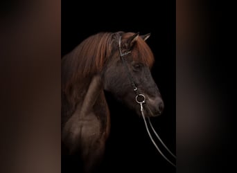 Islandpferd, Stute, 16 Jahre, 144 cm