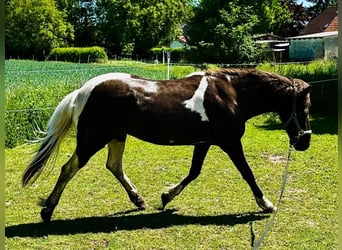 Islandpferd, Stute, 16 Jahre, 145 cm, Schecke
