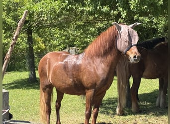 Islandpferd, Stute, 16 Jahre, 146 cm, Fuchs