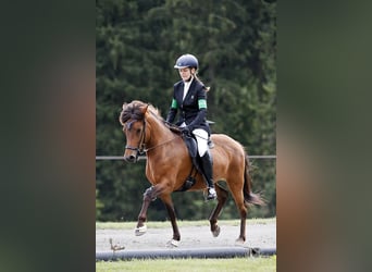Islandpferd, Stute, 16 Jahre, Brauner