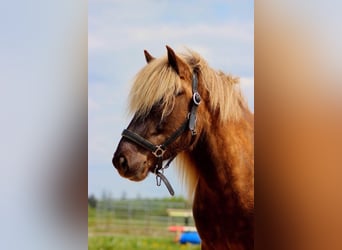Islandpferd, Stute, 16 Jahre