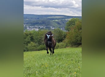 Islandpferd, Stute, 16 Jahre, Rappe