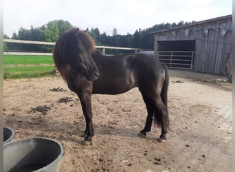 Islandpferd, Stute, 17 Jahre, 130 cm, Rappe