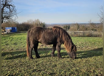 Islandpferd, Stute, 17 Jahre, 132 cm, Rappe