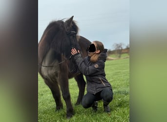 Islandpferd, Stute, 17 Jahre, 137 cm, Rappe