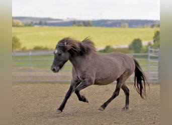 Islandpferd, Stute, 17 Jahre, 138 cm, Falbe