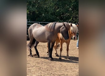 Islandpferd, Stute, 17 Jahre, 138 cm, Falbe