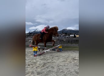 Islandpferd, Stute, 17 Jahre, 138 cm, Fuchs