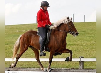 Islandpferd, Stute, 17 Jahre, 138 cm