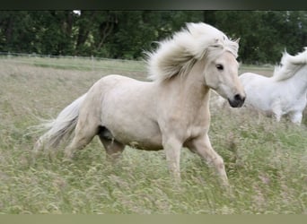 Islandpferd, Stute, 17 Jahre, 138 cm, Palomino