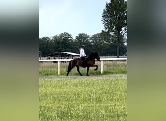 Islandpferd, Stute, 17 Jahre, 140 cm, Brauner