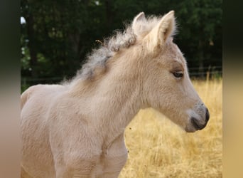 Islandpferd, Stute, 17 Jahre, 140 cm, Perlino