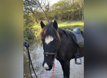 Islandpferd, Stute, 17 Jahre, 140 cm, Rappe