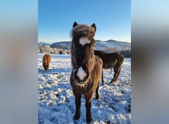 Islandpferd, Stute, 17 Jahre, 140 cm, Rappe