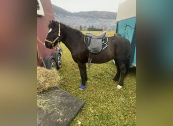 Islandpferd, Stute, 17 Jahre, 140 cm, Rappe