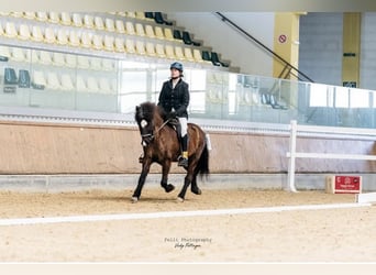 Islandpferd, Stute, 17 Jahre, 140 cm, Rappe