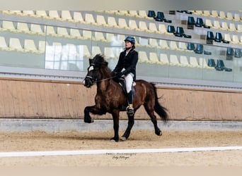 Islandpferd, Stute, 17 Jahre, 140 cm, Rappe