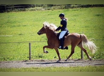 Islandpferd, Stute, 17 Jahre, 141 cm, Fuchs