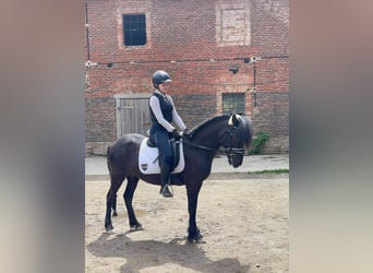 Islandpferd, Stute, 17 Jahre, 145 cm, Dunkelbrauner
