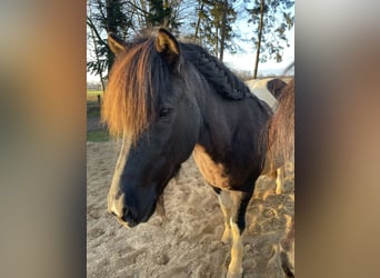 Islandpferd, Stute, 17 Jahre, 145 cm