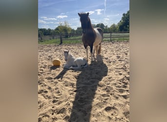 Islandpferd, Stute, 17 Jahre, 145 cm, Schecke