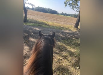 Islandpferd, Stute, 17 Jahre, 145 cm, Schecke