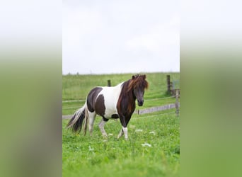 Islandpferd, Stute, 17 Jahre, Schecke