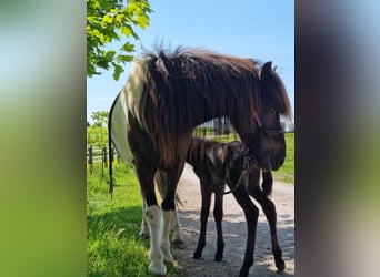 Islandpferd, Stute, 17 Jahre, Schecke