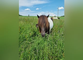 Islandpferd, Stute, 17 Jahre, Schecke