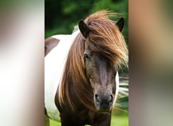 Islandpferd, Stute, 17 Jahre, Schecke