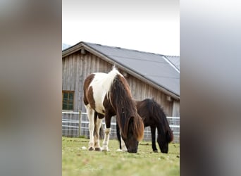 Islandpferd, Stute, 17 Jahre, Schecke
