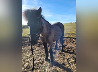 Islandpferd, Stute, 18 Jahre, 135 cm, Rappe