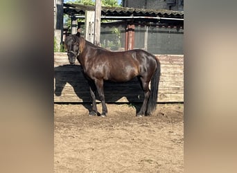 Islandpferd, Stute, 18 Jahre, 135 cm, Rappe