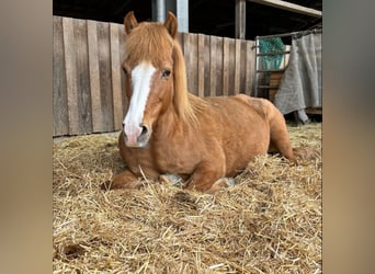 Islandpferd, Stute, 18 Jahre, 137 cm, Fuchs