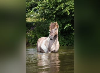 Islandpferd, Stute, 18 Jahre, 138 cm, Falbe
