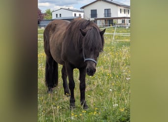 Islandpferd, Stute, 18 Jahre, 142 cm, Rappe