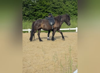 Islandpferd, Stute, 18 Jahre, 142 cm, Rappe