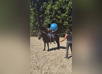 Islandpferd, Stute, 18 Jahre, 142 cm, Rappe