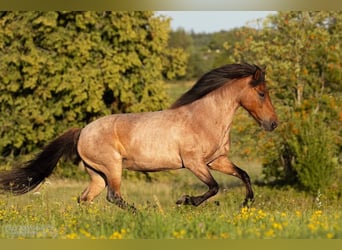 Islandpferd, Stute, 18 Jahre, 143 cm, Roan-Red