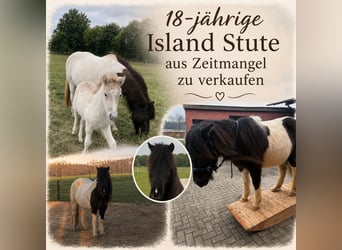 Islandpferd, Stute, 18 Jahre, 145 cm, Schecke