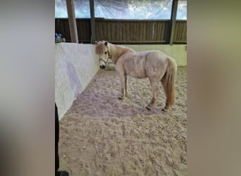 Islandpferd Mix, Stute, 18 Jahre, White