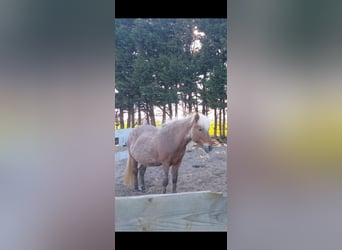 Islandpferd, Stute, 19 Jahre, 137 cm