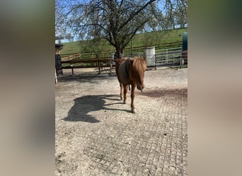 Islandpferd, Stute, 19 Jahre, 139 cm, Fuchs