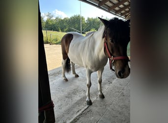 Islandpferd, Stute, 19 Jahre, 139 cm, Schecke