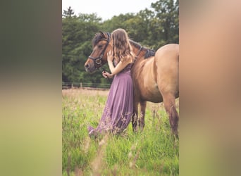 Islandpferd, Stute, 19 Jahre, 140 cm