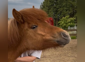 Islandpferd, Stute, 1 Jahr, 138 cm, Falbe