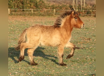 Islandpferd, Stute, 1 Jahr, 138 cm, Roan-Bay