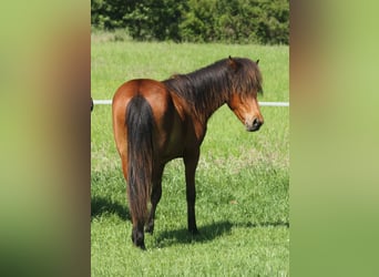 Islandpferd, Stute, 1 Jahr, 140 cm, Brauner
