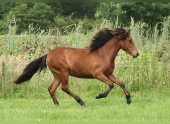 Islandpferd, Stute, 1 Jahr, 140 cm, Brauner