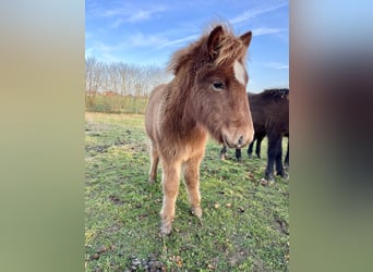 Islandpferd, Stute, 1 Jahr, 140 cm, Fuchs